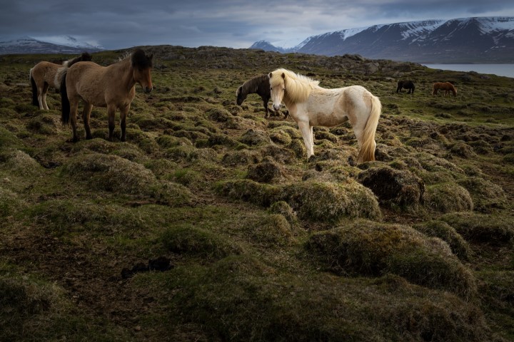 Sześć koni na islandzkiej łące, w tle ośnieżone szczyty fiordu